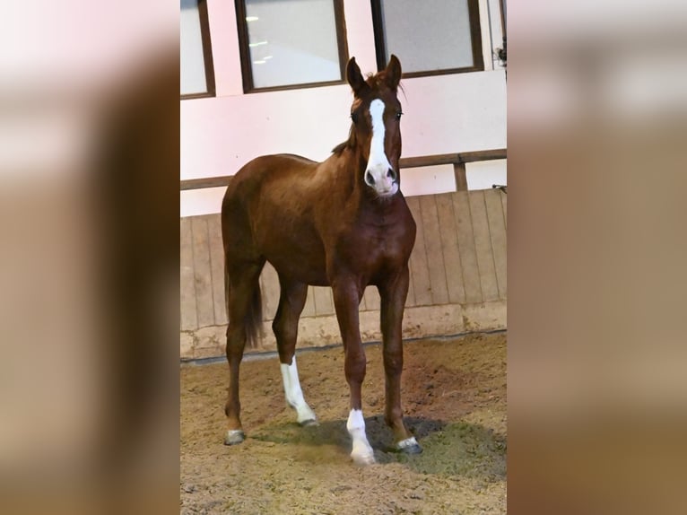 Oldenburger Wallach 2 Jahre 175 cm Fuchs in Bad Füssing