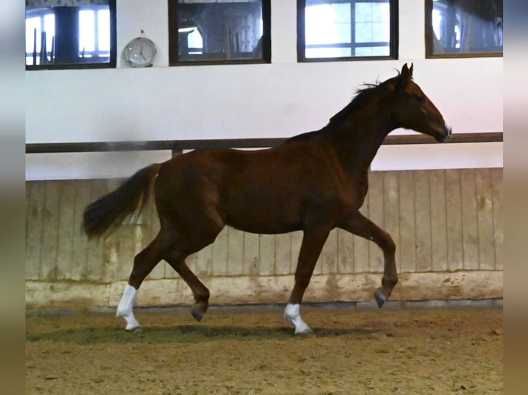 Oldenburger Wallach 2 Jahre 175 cm Fuchs in Bad Füssing