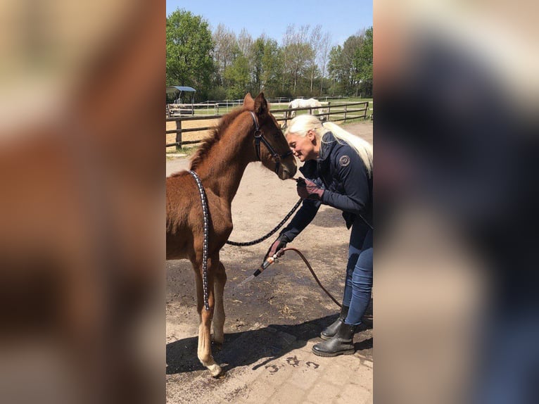 Oldenburger Wallach 2 Jahre 175 cm Fuchs in Schwerin
