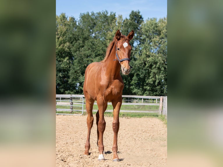 Oldenburger Wallach 2 Jahre 175 cm Fuchs in Schwerin