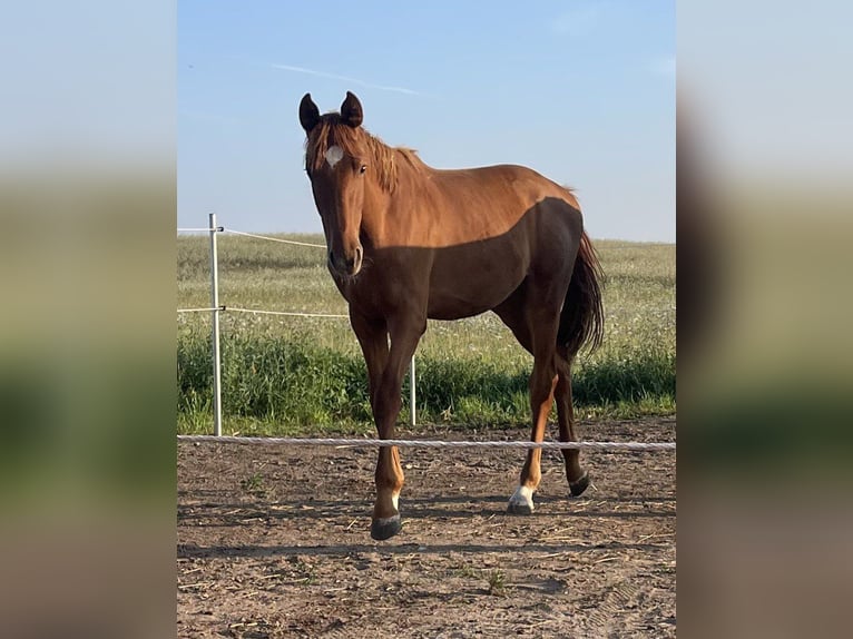 Oldenburger Wallach 2 Jahre 175 cm Fuchs in Schwerin