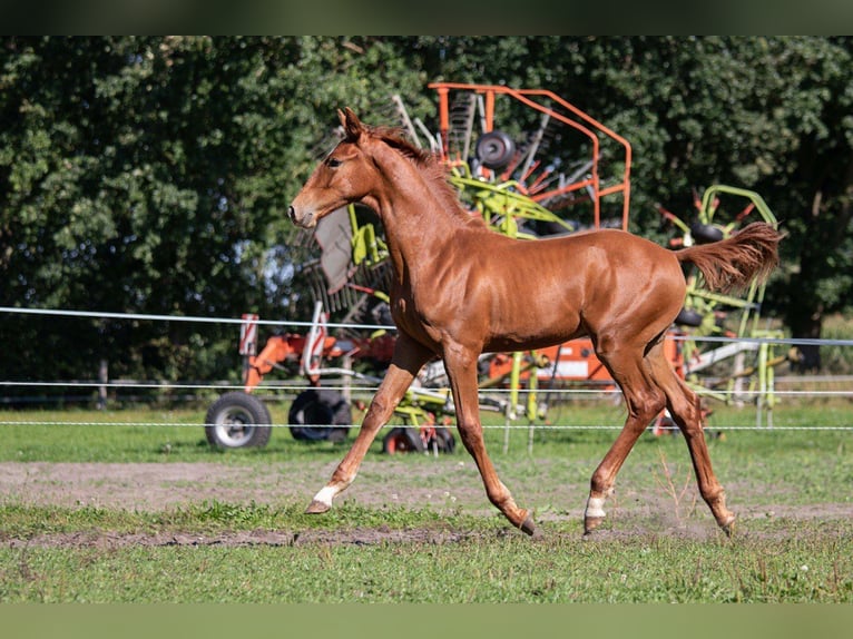 Oldenburger Wallach 2 Jahre 175 cm Fuchs in Schwerin
