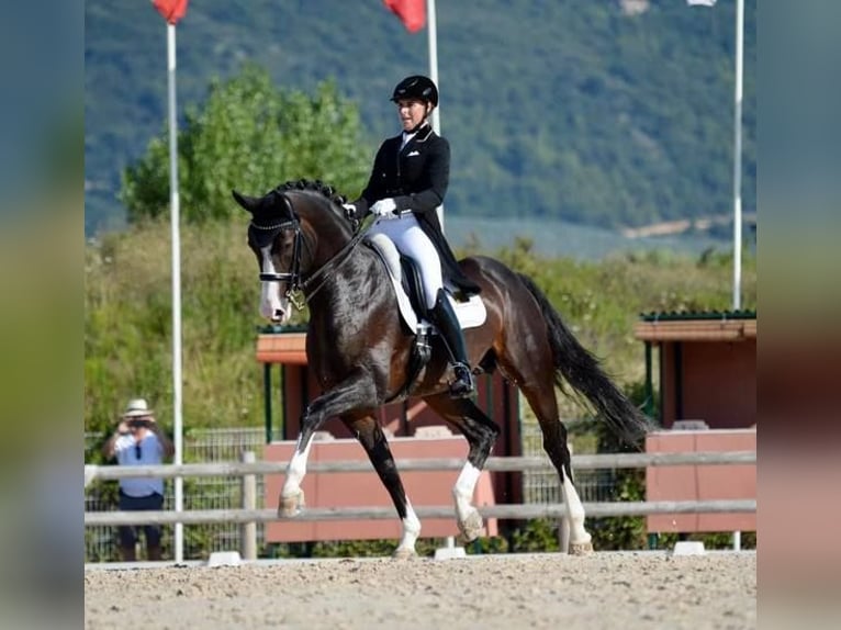 Oldenburger Wallach 2 Jahre Rappe in Bramsche