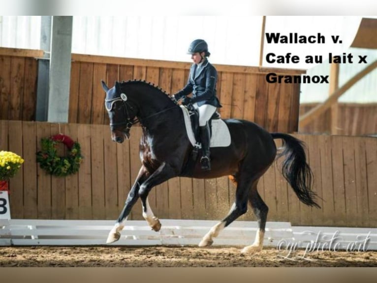 Oldenburger Wallach 2 Jahre Rappe in Bramsche