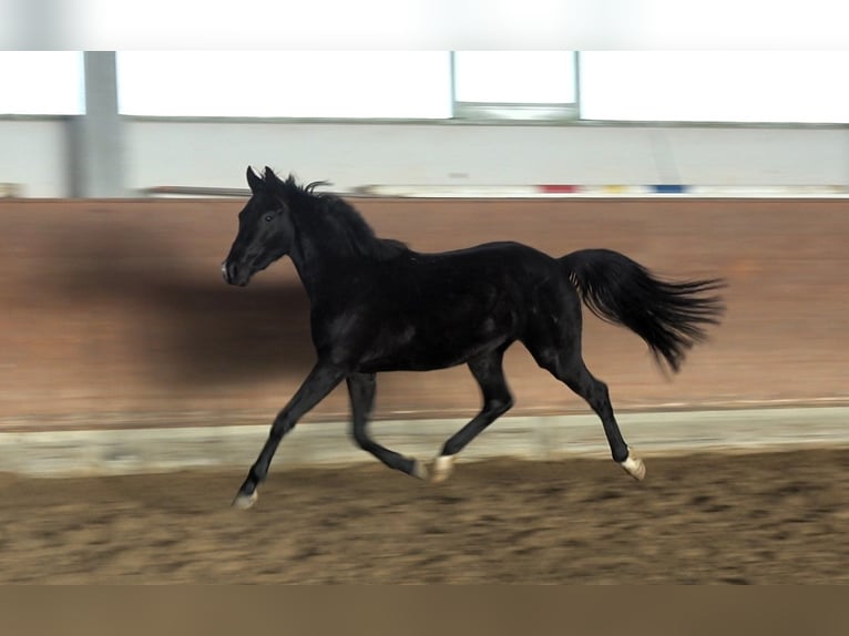 Oldenburger Wallach 3 Jahre 156 cm Rappe in Redefin