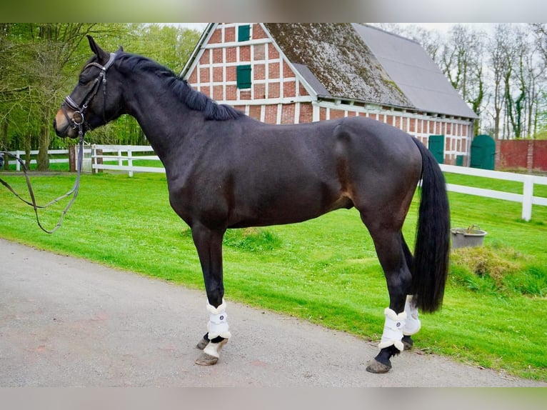 Oldenburger Wallach 3 Jahre 158 cm Brauner in Cuxhaven