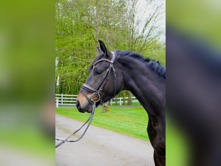 Oldenburger Wallach 3 Jahre 158 cm Brauner in Cuxhaven