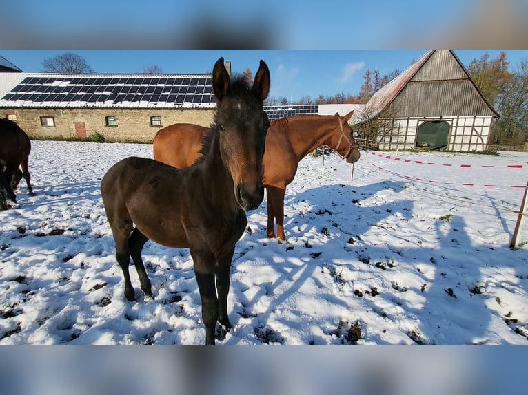 Oldenburger Wallach 3 Jahre 160 cm Dunkelbrauner in Schieder-Schwalenberg