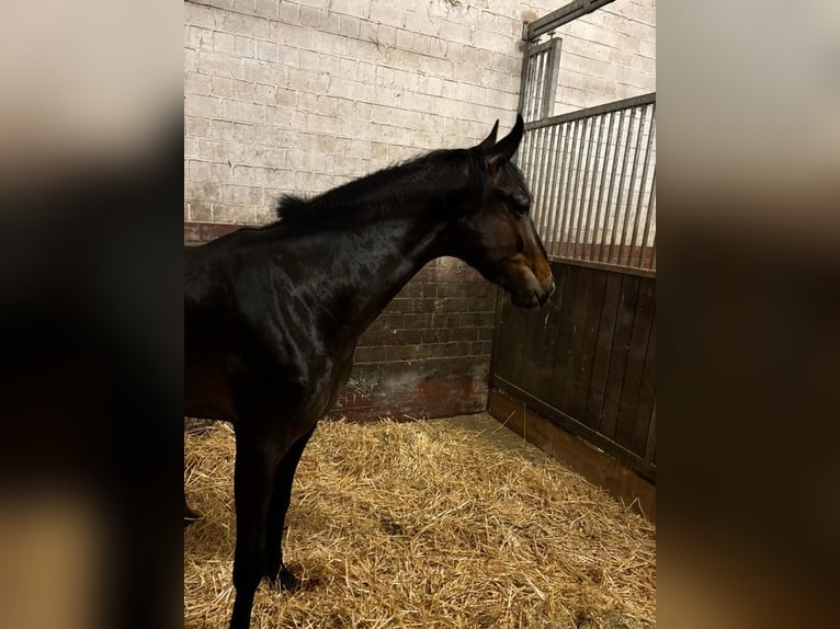 Oldenburger Wallach 3 Jahre 160 cm Dunkelbrauner in Schieder-Schwalenberg