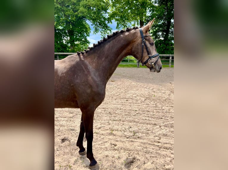 Oldenburger Wallach 3 Jahre 160 cm Rotschimmel in Saterland