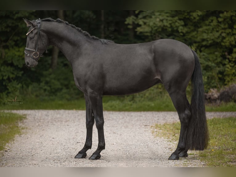 Oldenburger Wallach 3 Jahre 160 cm Schwarzbrauner in Wehringen