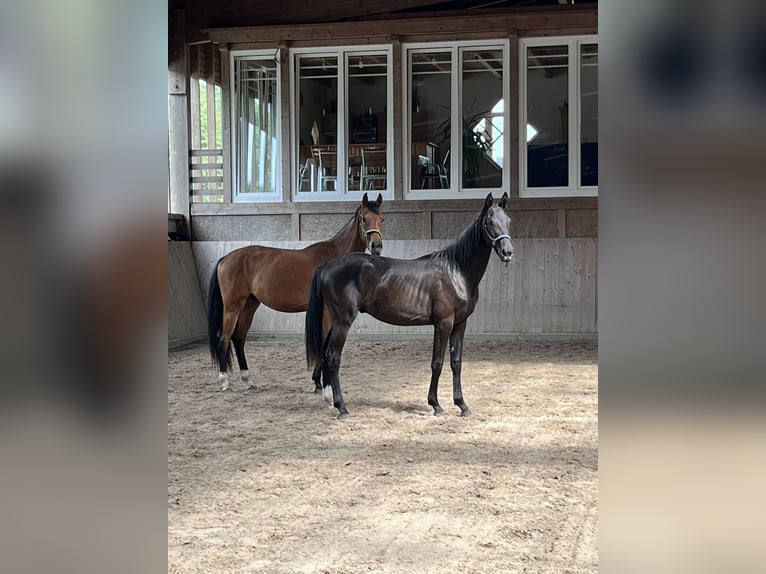 Oldenburger Wallach 3 Jahre 162 cm Brauner in Ibbenbüren