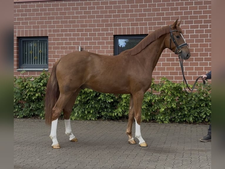 Oldenburger Wallach 3 Jahre 162 cm Fuchs in Barver
