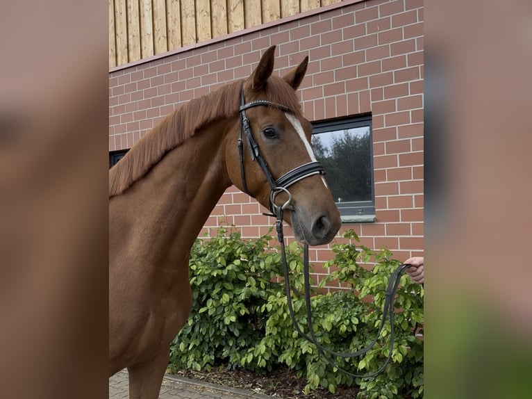 Oldenburger Wallach 3 Jahre 162 cm Fuchs in Barver