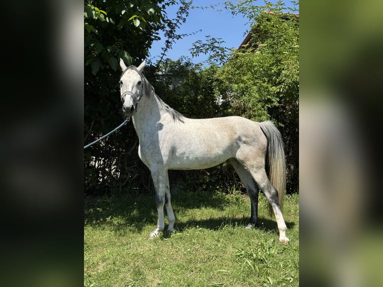 Oldenburger Wallach 3 Jahre 162 cm Fuchs in Inning am Ammersee
