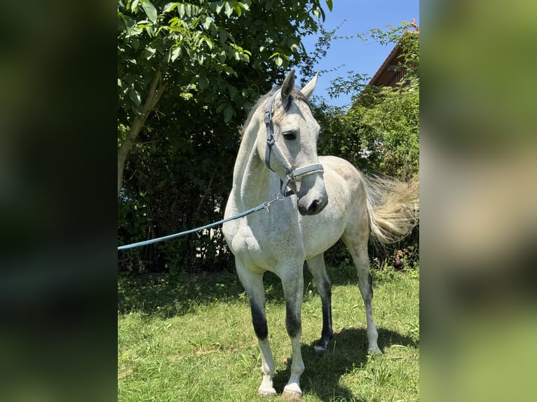 Oldenburger Wallach 3 Jahre 162 cm Fuchs in Inning am Ammersee