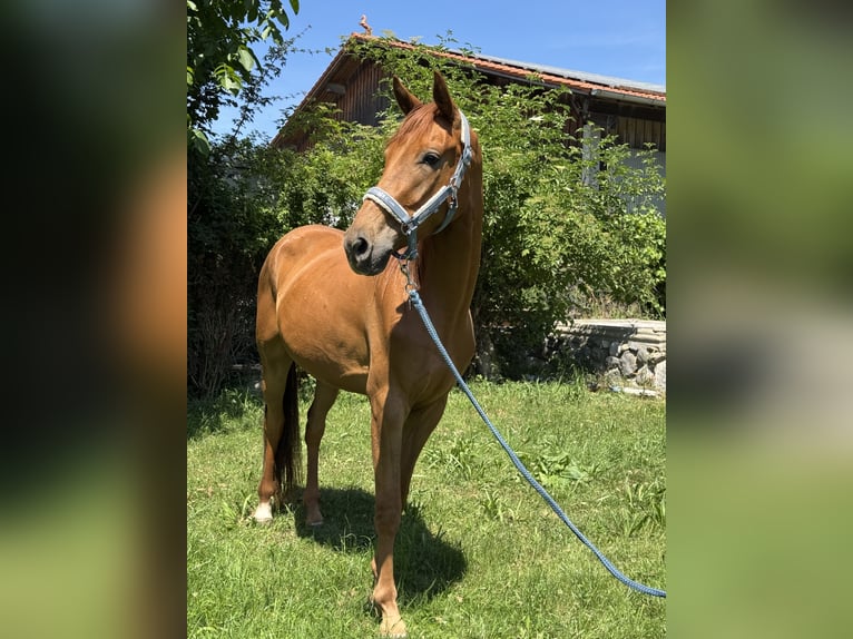 Oldenburger Wallach 3 Jahre 162 cm Fuchs in Inning am Ammersee