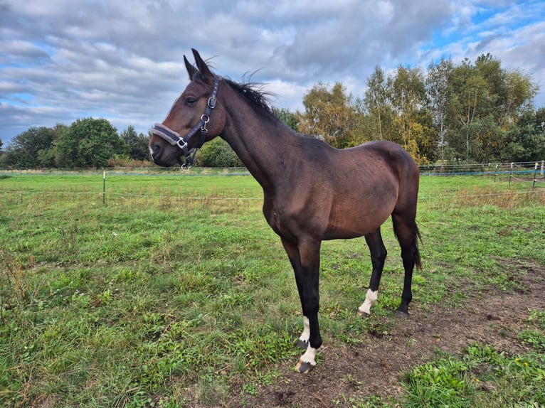 Oldenburger Wallach 3 Jahre 163 cm Brauner in Burg (Spreewald)