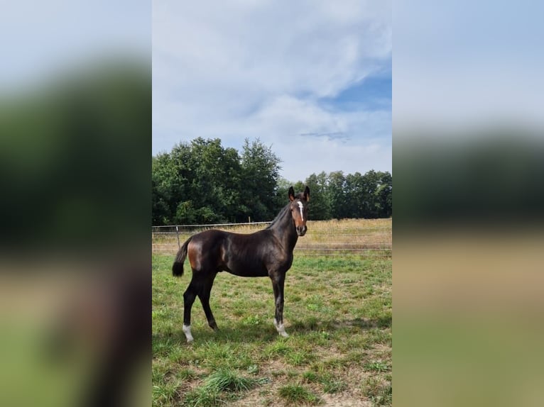 Oldenburger Wallach 3 Jahre 163 cm Brauner in Burg (Spreewald)
