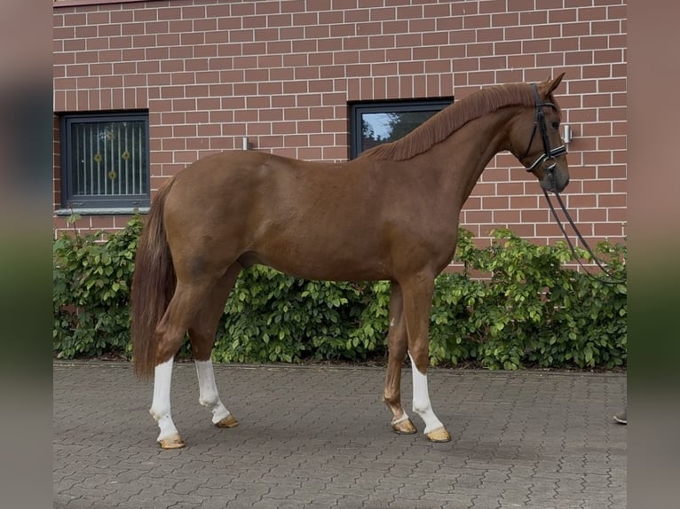 Oldenburger Wallach 3 Jahre 163 cm Fuchs in Barver
