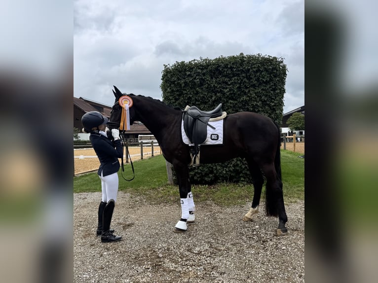 Oldenburger Wallach 3 Jahre 163 cm Rappe in Wehringen