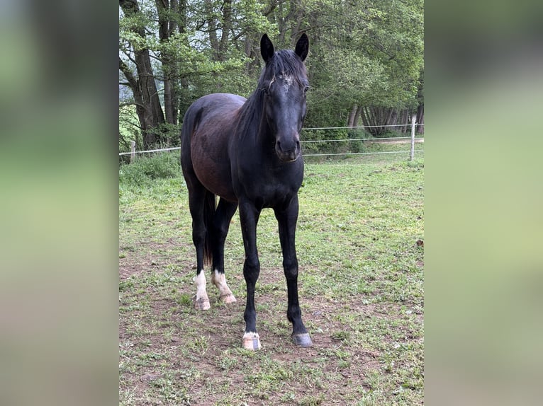 Oldenburger Wallach 3 Jahre 163 cm Rappe in Buch
