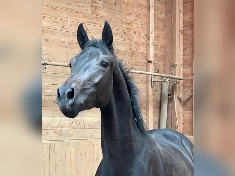 Oldenburger Wallach 3 Jahre 163 cm Schwarzbrauner in Heistenbach