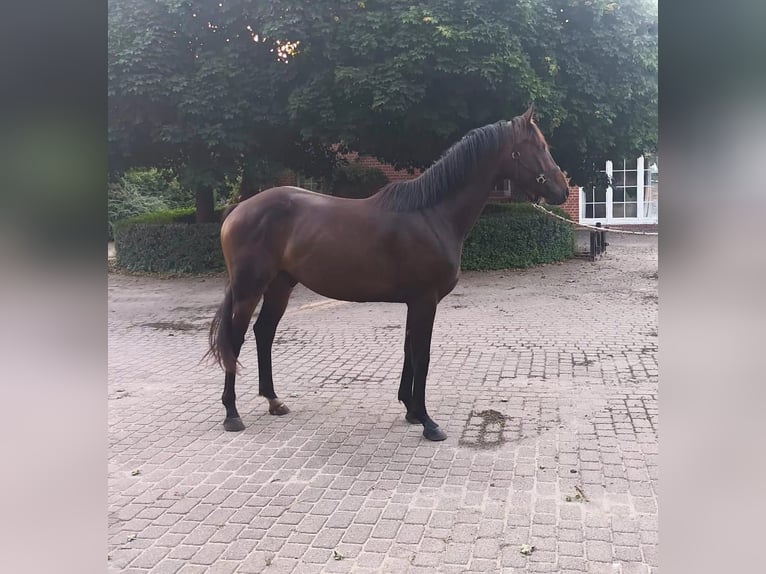 Oldenburger Wallach 3 Jahre 164 cm Brauner in Havelaue
