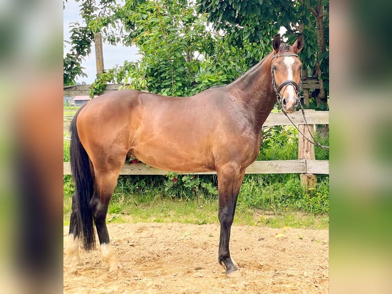 Oldenburger Wallach 3 Jahre 164 cm Brauner in Rieste