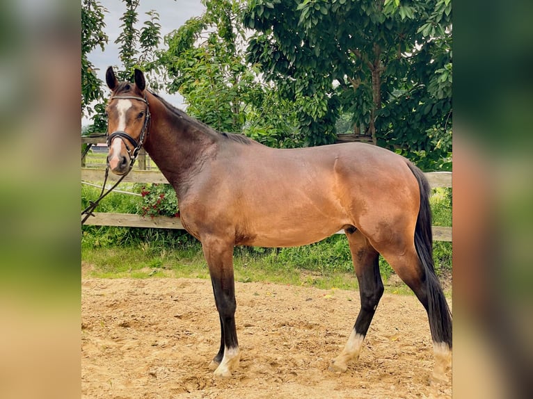 Oldenburger Wallach 3 Jahre 164 cm Brauner in Rieste