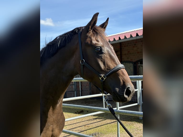 Oldenburger Wallach 3 Jahre 164 cm Dunkelbrauner in Blunk