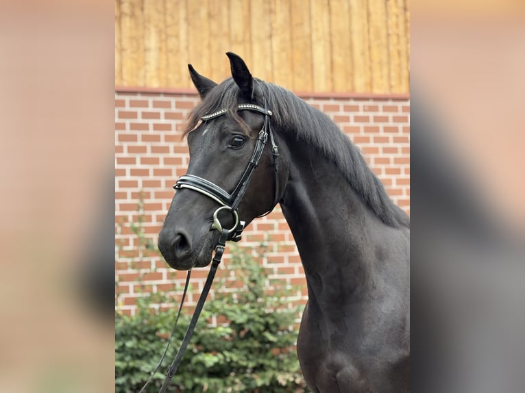 Oldenburger Wallach 3 Jahre 164 cm Rappe in Barver