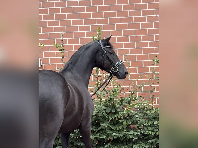 Oldenburger Wallach 3 Jahre 164 cm Rappe in Barver