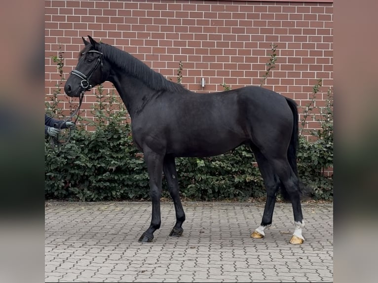 Oldenburger Wallach 3 Jahre 164 cm Rappe in Barver
