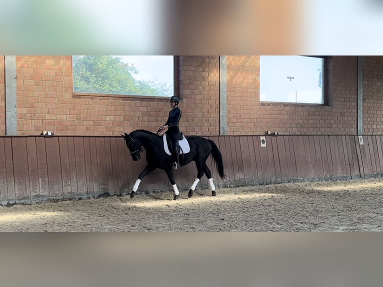 Oldenburger Wallach 3 Jahre 164 cm Schwarzbrauner in Lindhorst