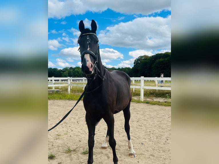 Oldenburger Wallach 3 Jahre 164 cm Schwarzbrauner in Vi&#xF6;l