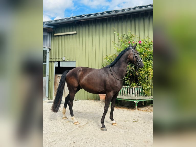 Oldenburger Wallach 3 Jahre 164 cm Schwarzbrauner in Vi&#xF6;l