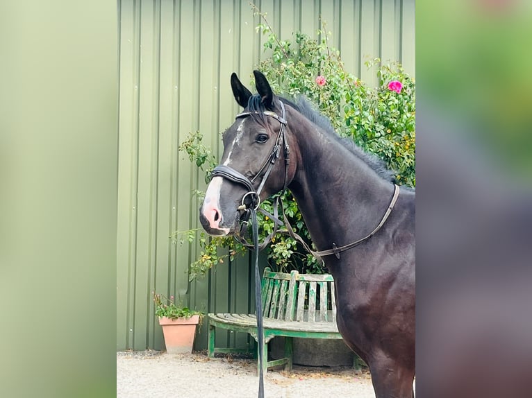 Oldenburger Wallach 3 Jahre 164 cm Schwarzbrauner in Vi&#xF6;l