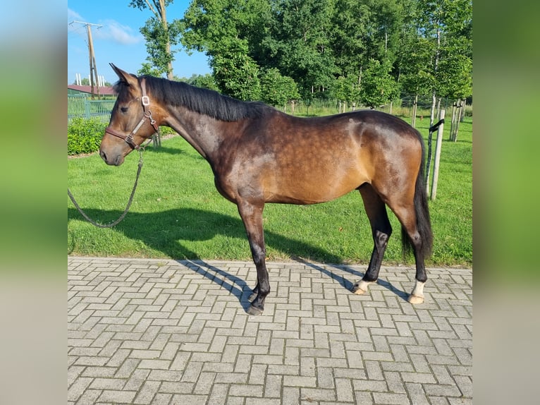 Oldenburger Wallach 3 Jahre 164 cm Schwarzbrauner in Wettrup