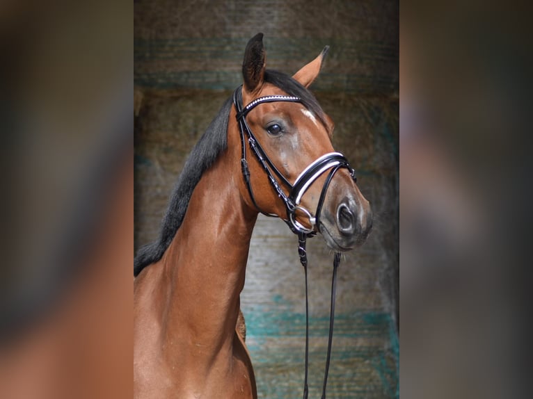 Oldenburger Wallach 3 Jahre 165 cm Brauner in Herbstein