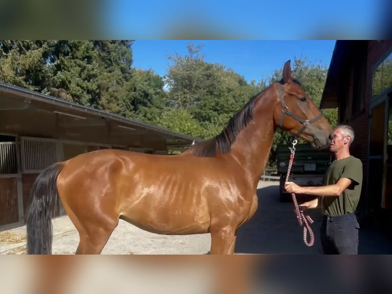 Oldenburger Wallach 3 Jahre 165 cm Brauner in Molbergen