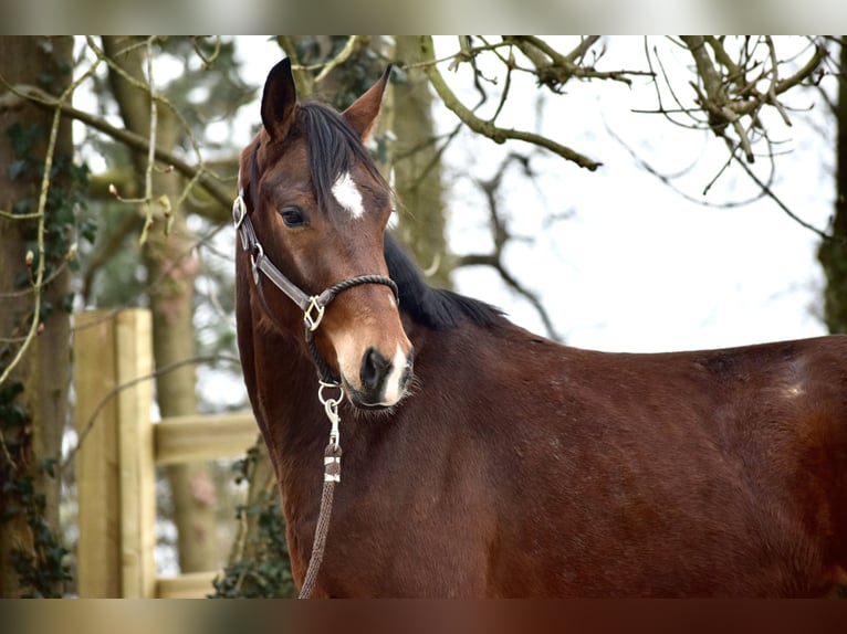 Oldenburger Wallach 3 Jahre 165 cm Brauner in Flobecq