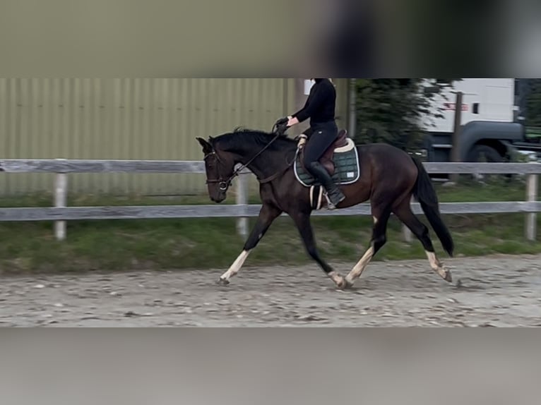 Oldenburger Wallach 3 Jahre 165 cm Dunkelbrauner in Treia
