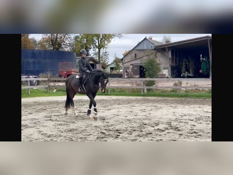 Oldenburger Wallach 3 Jahre 165 cm Dunkelbrauner in Treia