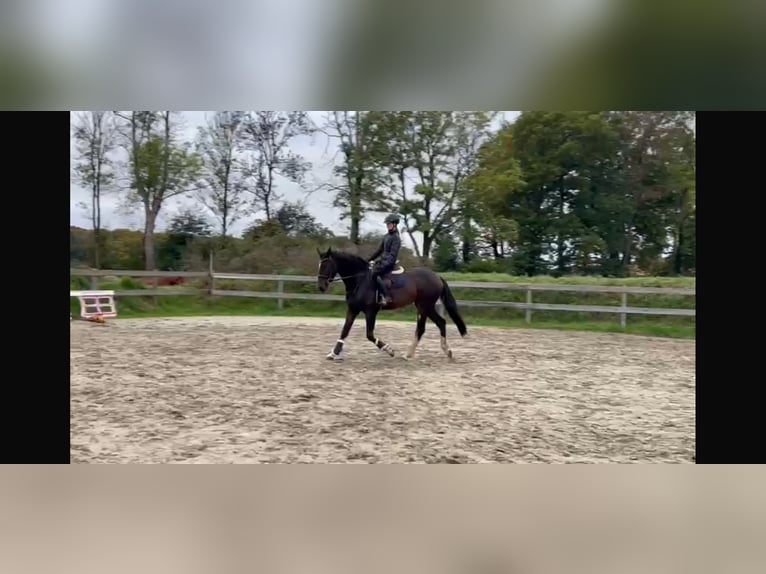 Oldenburger Wallach 3 Jahre 165 cm Dunkelbrauner in Treia