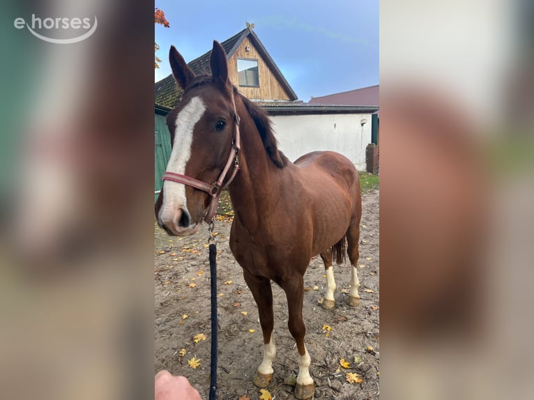 Oldenburger Wallach 3 Jahre 165 cm Dunkelfuchs in Vechta