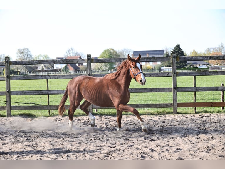 Oldenburger Wallach 3 Jahre 165 cm Dunkelfuchs in Kalmthout