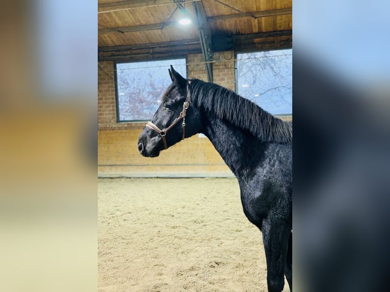 Oldenburger Wallach 3 Jahre 165 cm Rappe in Sankt Augustin
