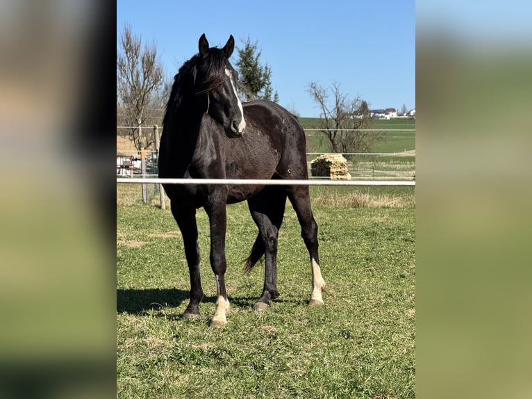 Oldenburger Wallach 3 Jahre 165 cm Rappe in Wehringen
