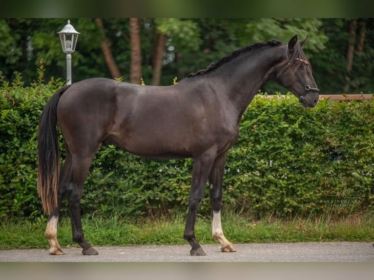 Oldenburger Wallach 3 Jahre 165 cm Rappe in Wehringen